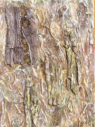 KARINE LANGEVIN - Forêt, 60 x 80 cm, 2006, Acrylique et techniques mixtes KARINE LANGEVIN - Forêt, 60 x 80 cm, 2006, Acrylique et techniques mixtes