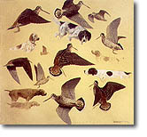 Francois LEBERT - Bécasses et chiens (90x90) Huile sur toile Francois LEBERT - Bécasses et chiens (90x90) Huile sur toile