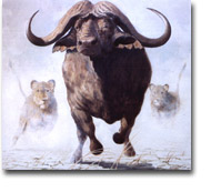 Francois LEBERT - Buffle et lionnes (100x100) Huile sur toile Francois LEBERT - Buffle et lionnes (100x100) Huile sur toile