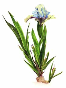 salon rencontre jardins 2011