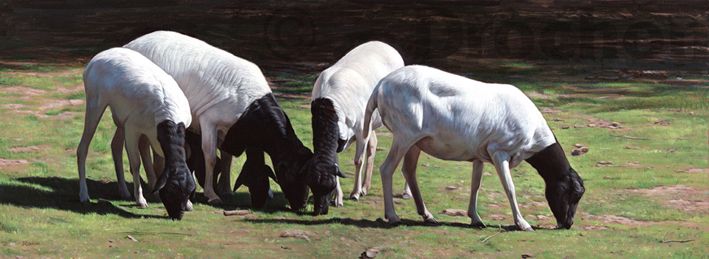 christophe DROCHON - Audace, (Moutons de Somalie) 18x48 cm, acrylique sur Médium christophe DROCHON - Audace, (Moutons de Somalie) 18x48 cm, acrylique sur Médium