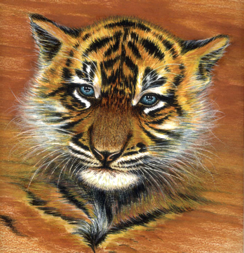joël cavé - Le tigre / 30x30 / 2007 / crayons pastels et aquarelle joël cavé - Le tigre / 30x30 / 2007 / crayons pastels et aquarelle