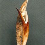 francis-migeon-2984-3