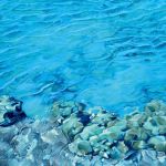 Mer , série Biotope O