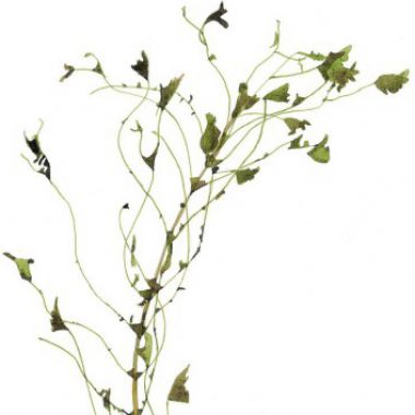 Illustration du profil de Ariane Segelstein
