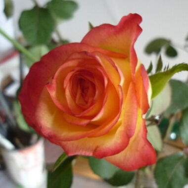 Illustration du profil de AUDIC Gwenn