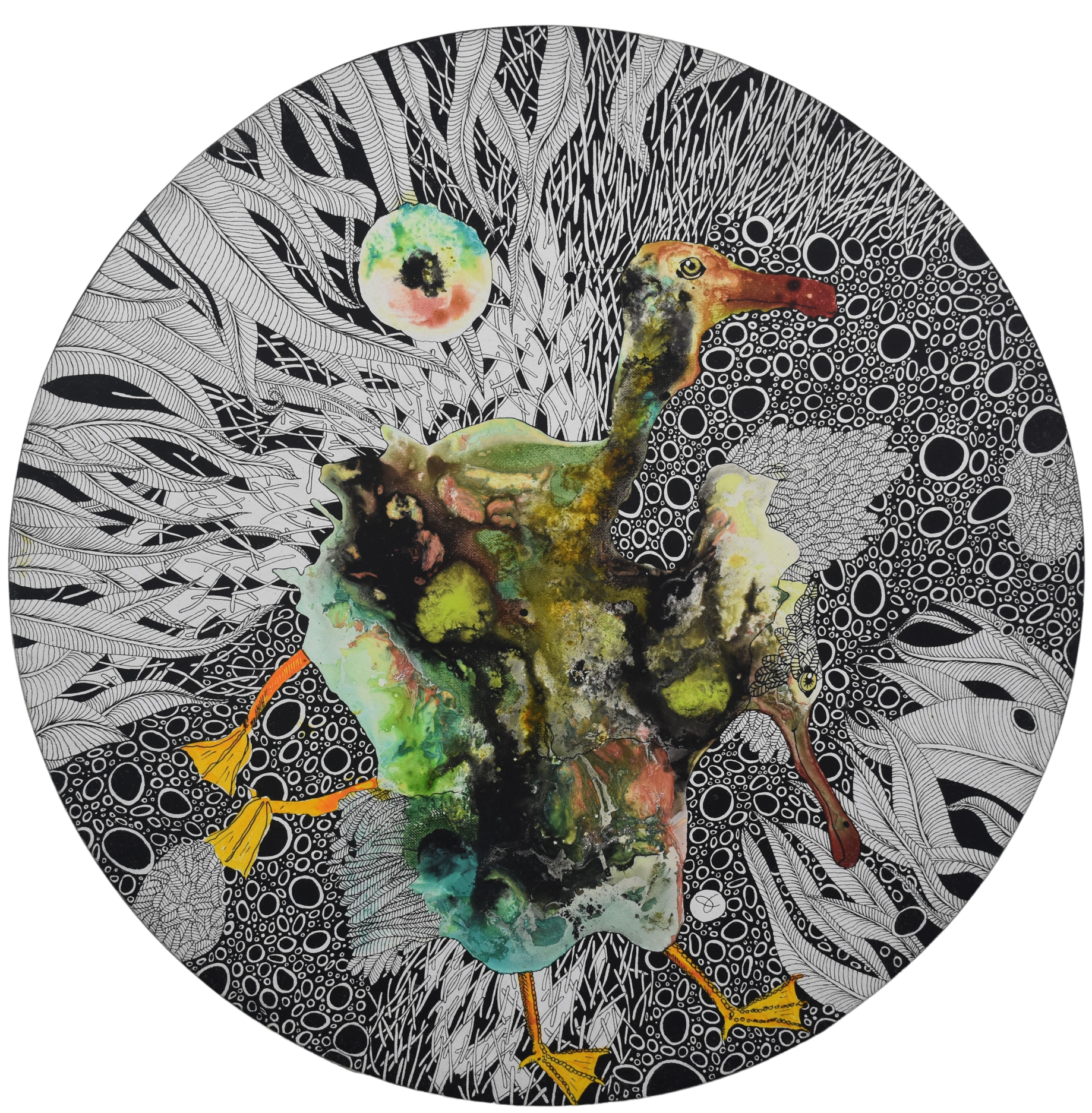anatidae