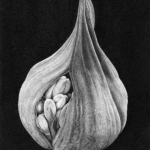 Agapanthe
