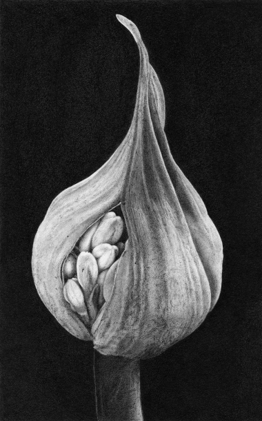 agapanthe