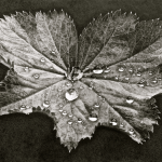 ALCHÉMILLE MOLLIS II