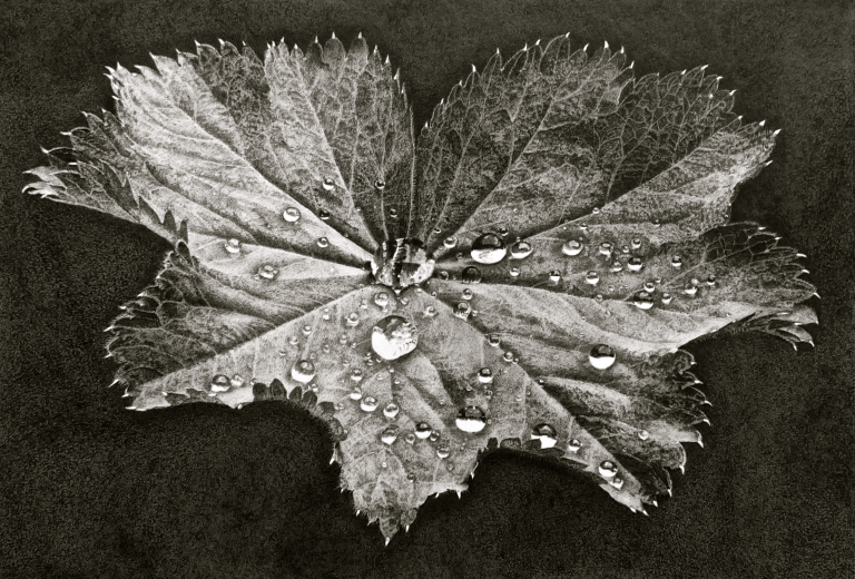 alchemille-mollis-ii