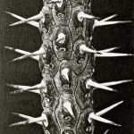 ALLAUDIA PROCERA