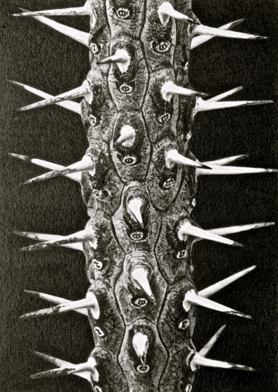 allaudia-procera