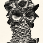 Banksia