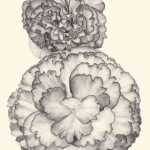 BÉGONIA TUBÉREUX 