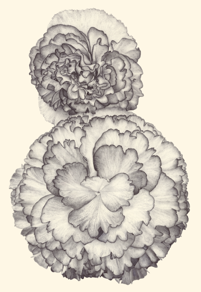 begonia-tubereux