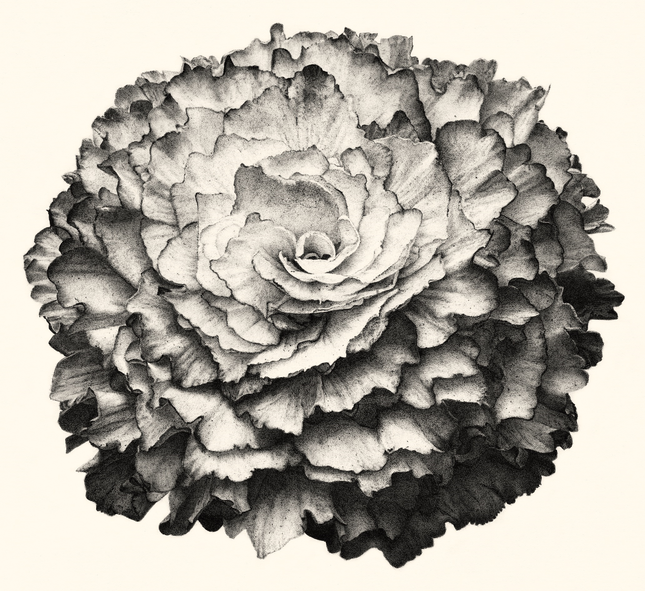 begonia-marmorata