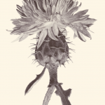 CENTAUREA ASPERA