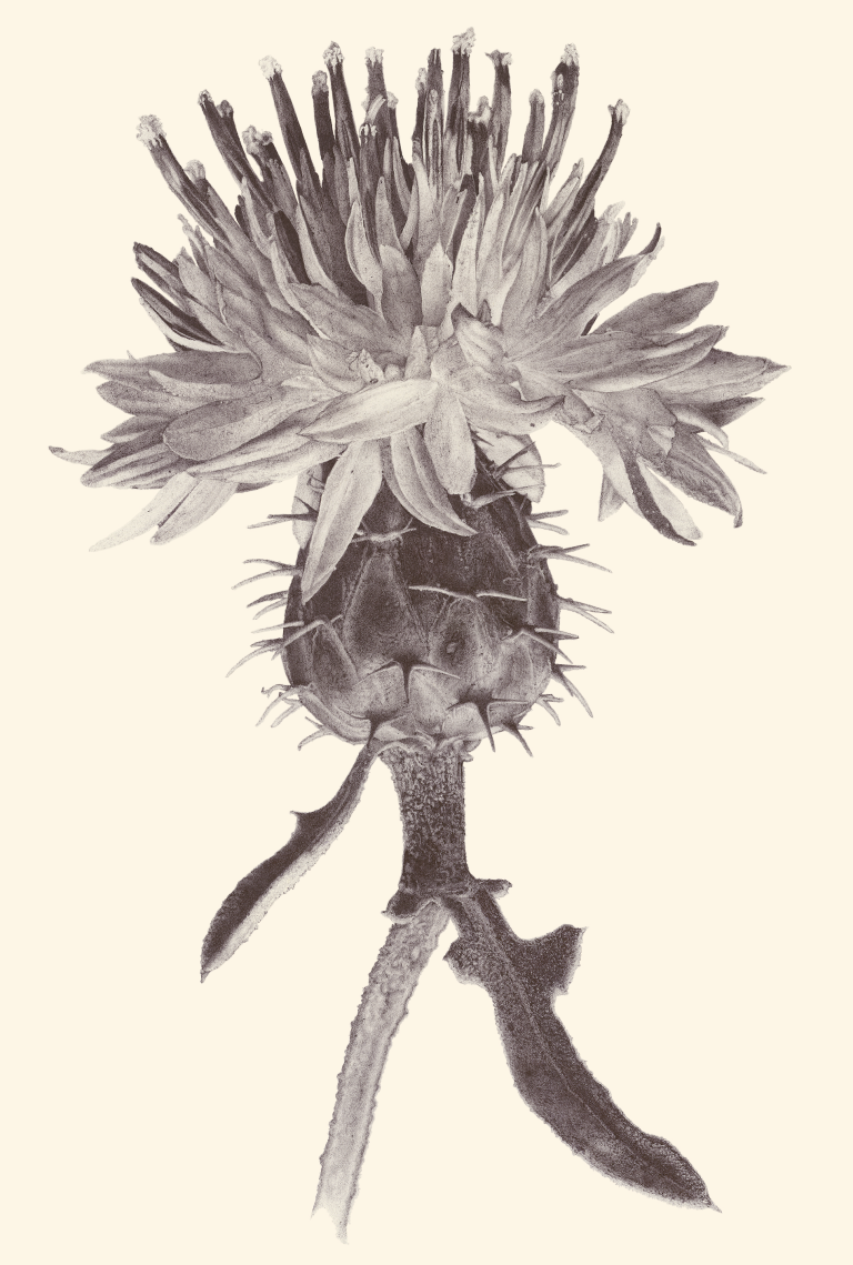 centaurea-aspera