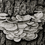 CHAMPIGNONS LIGNIVORES