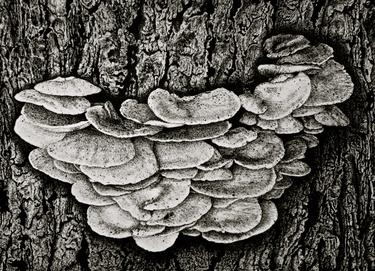 champignons-lignivores
