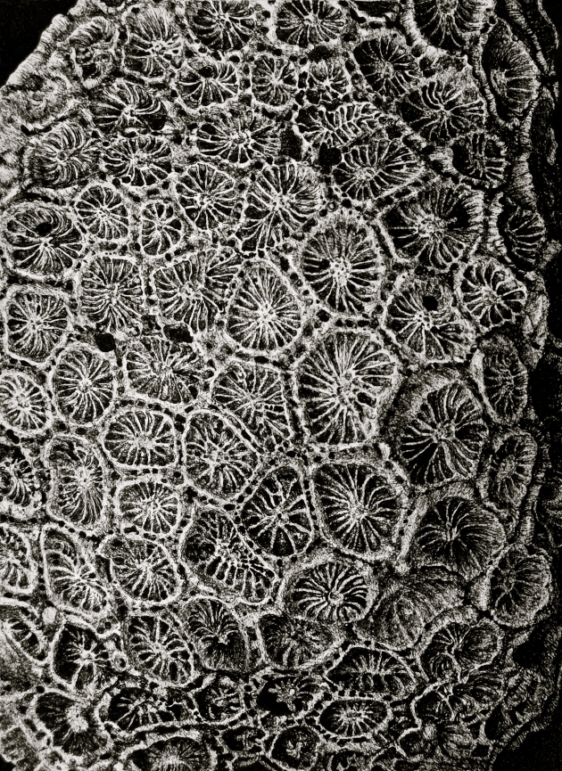 corail-blanc