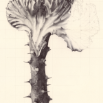 EUPHORBIA LACTEA CRISTATA (inachevée)