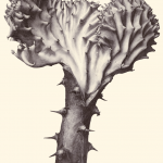 EUPHORBIA LACTEA CRISTATA
