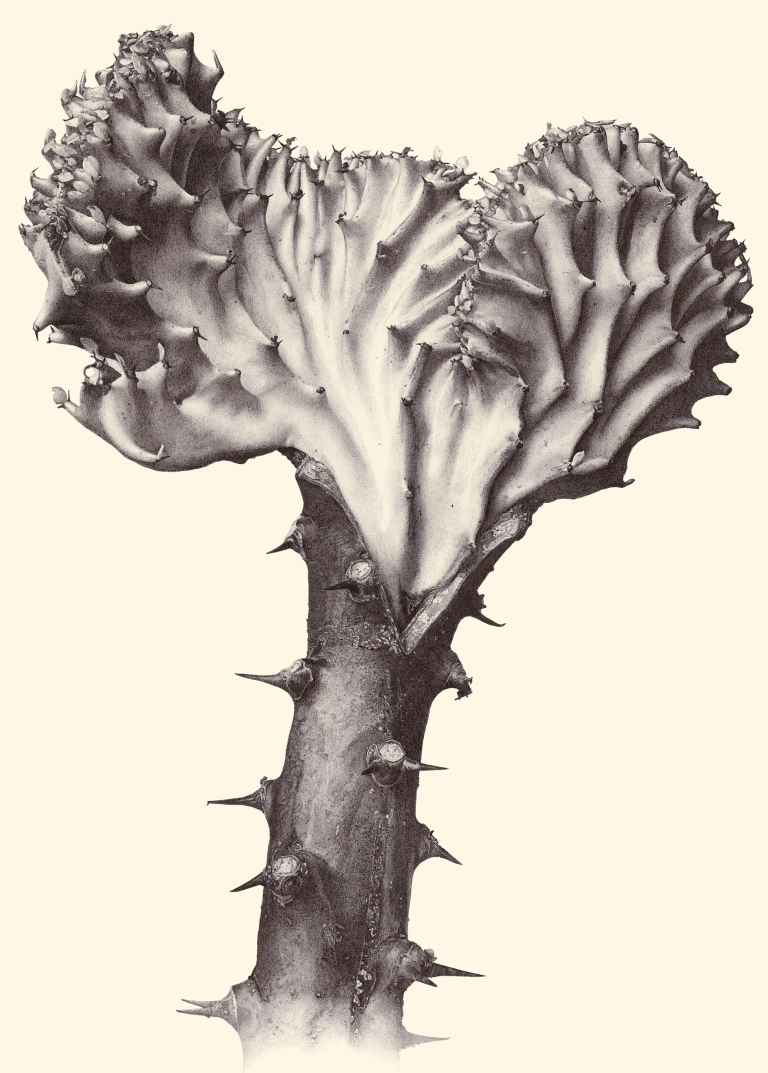 euphorbia-lactea-cristata