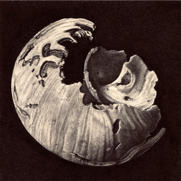 euspira-catena-ii