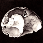 EUSPIRA CATENA III