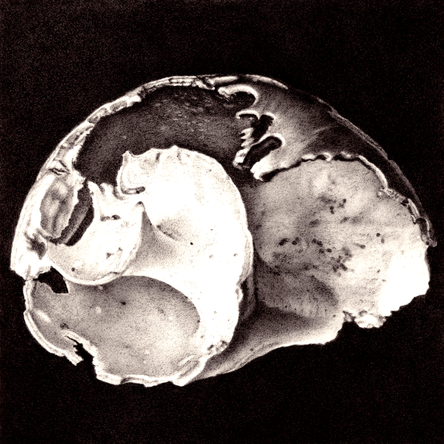 euspira-catena-iii