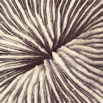 FUNGIA FUNGITES