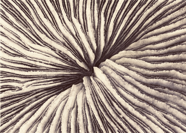 fungia-fungites