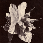 HELLEBORUS NIGER III