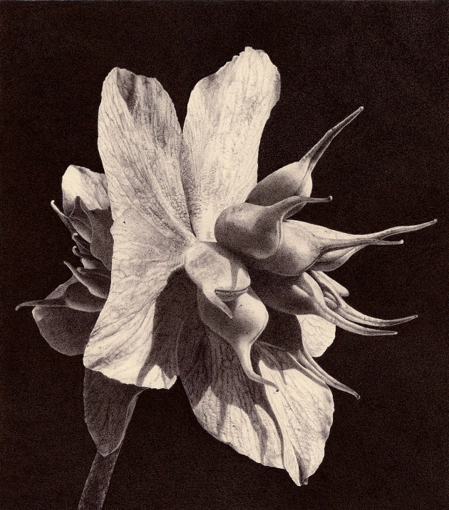 helleborus-niger-iii