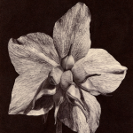 HELLEBORUS NIGER II