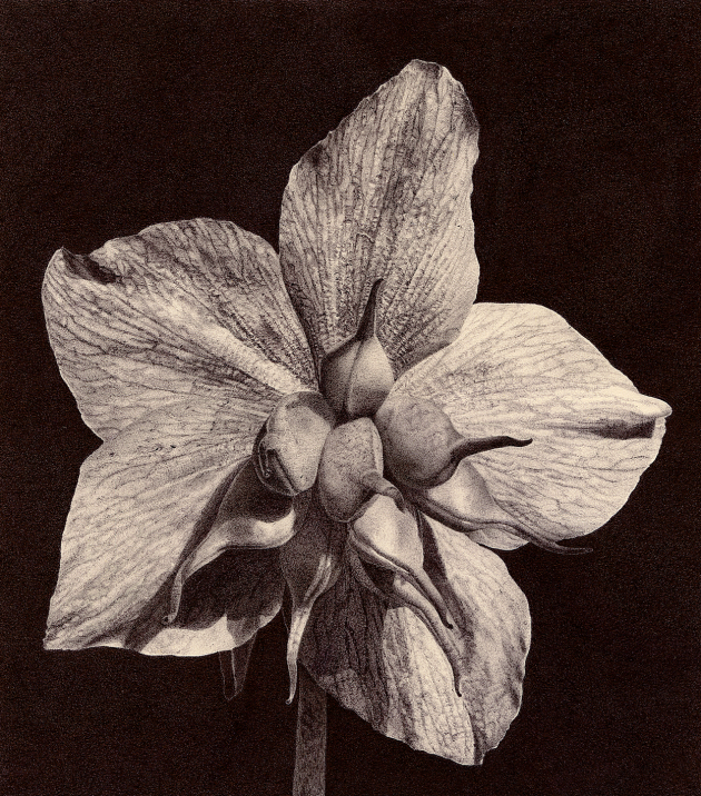 helleborus-niger-ii