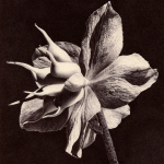 HELLEBORUS NIGER I