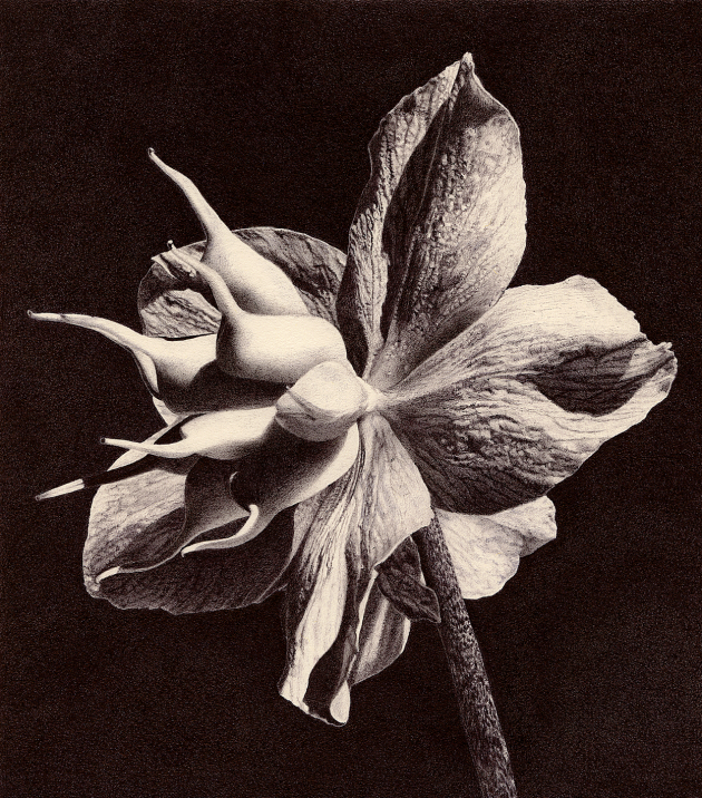 helleborus-niger-i