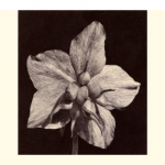 HELLEBORUS NIGER I-II-II