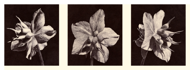 helleborus-niger-i-ii-ii