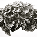 HORTENSIA III