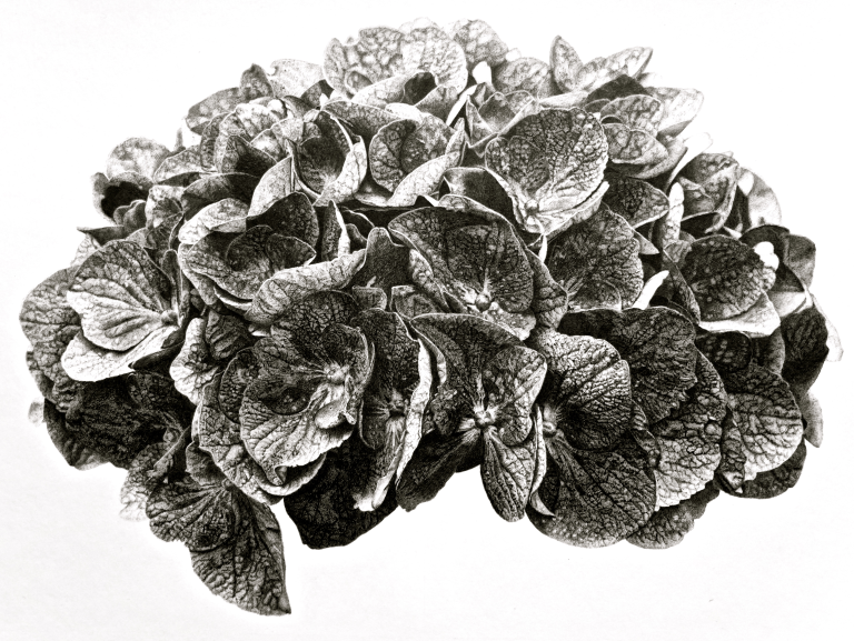 hortensia-iii