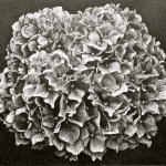 HORTENSIA BLEU