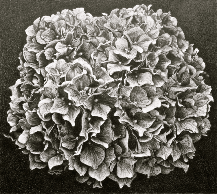 hortensia-bleu