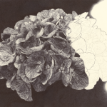 HORTENSIA INACHEVE
