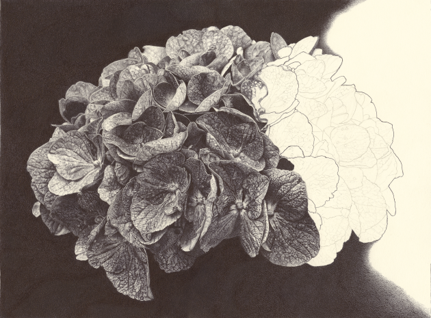 hortensia-inacheve