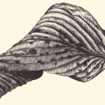 HOSTA