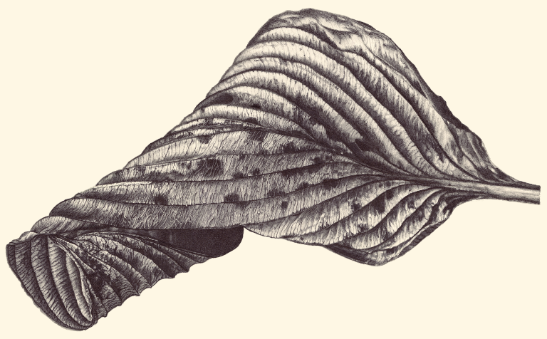 hosta